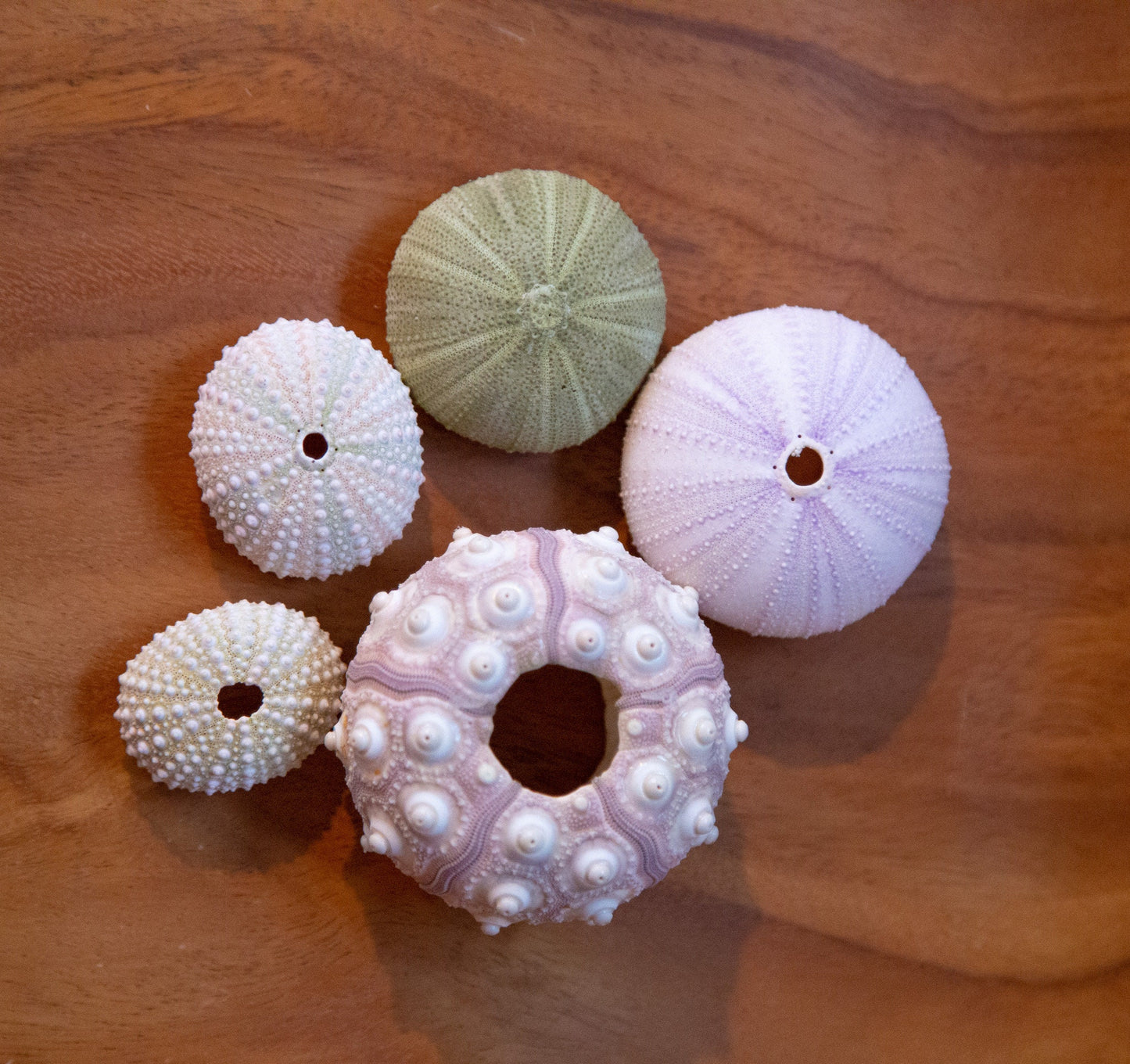 Sea Urchin Shell Wall Decor Hanging