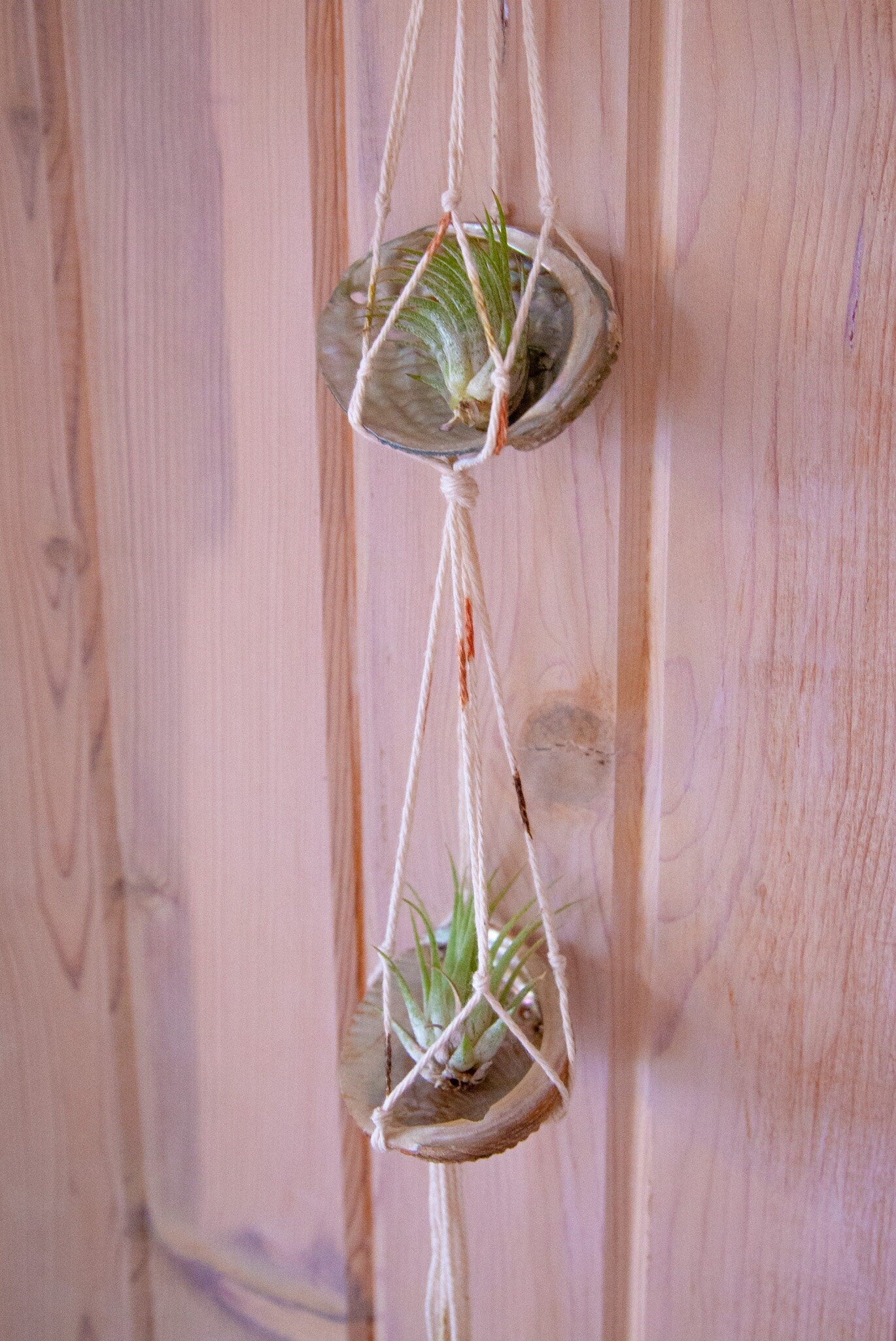 Double Airplant Hanger with Abalone Shells