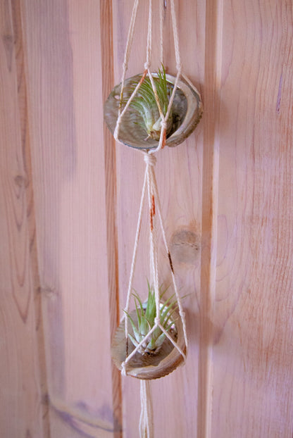 Double Airplant Hanger with Abalone Shells