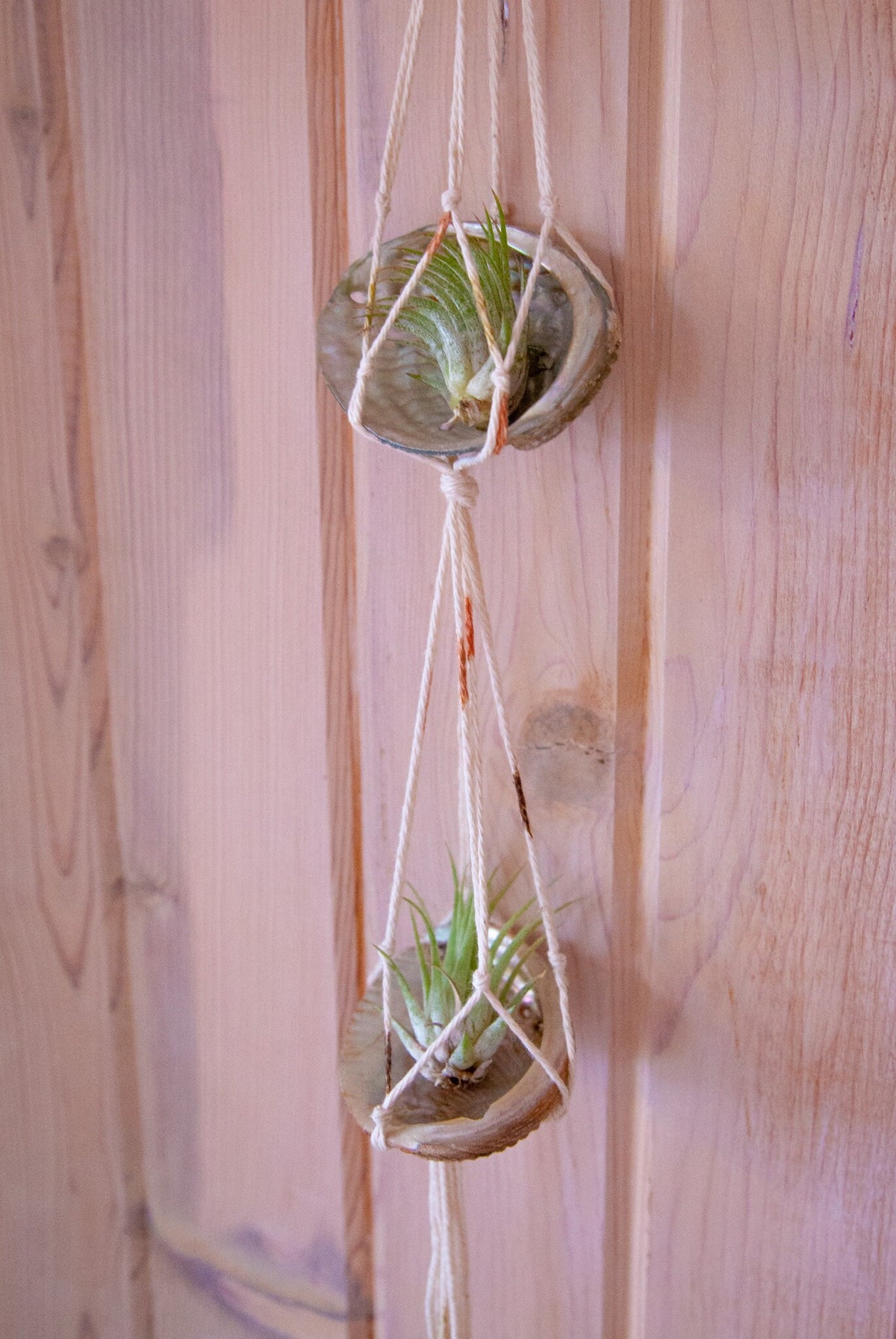 Abalone Double Air Plant Hanger