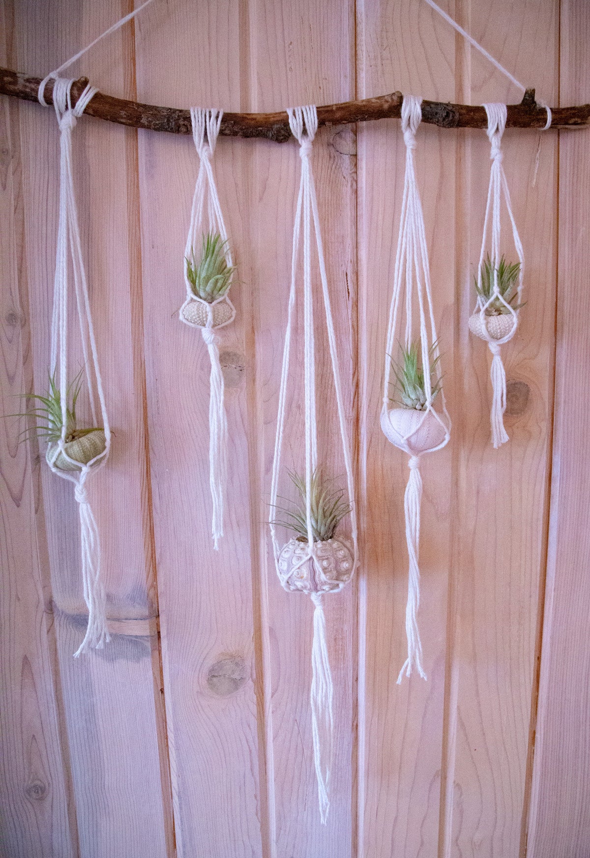 Sea Urchin Air Plant Hanging