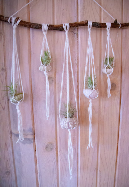 Sea Urchin Shell Wall Decor Hanging