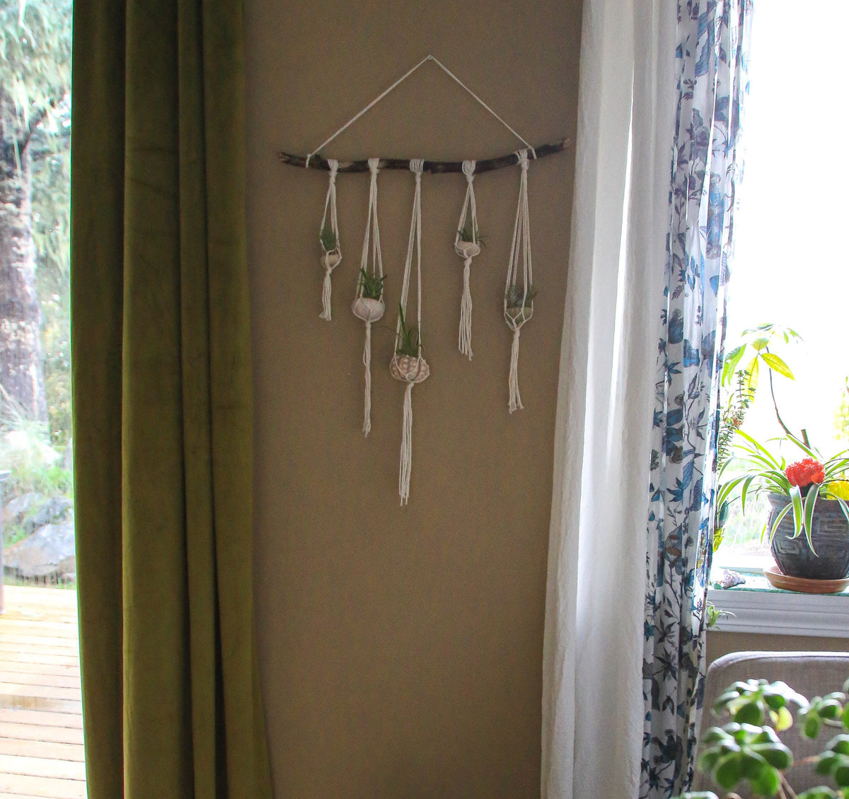 Sea Urchin Air Plant Hanging