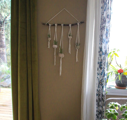 Sea Urchin Shell Wall Decor Hanging