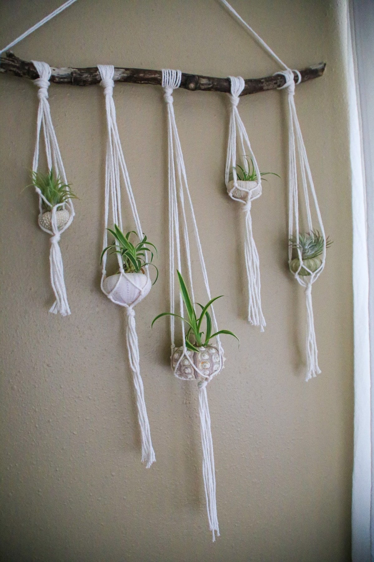Sea Urchin Air Plant Hanging