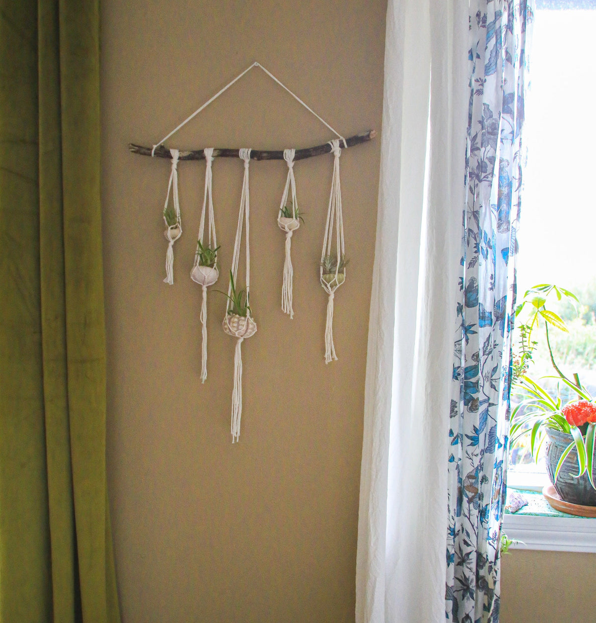 Sea Urchin Air Plant Hanging