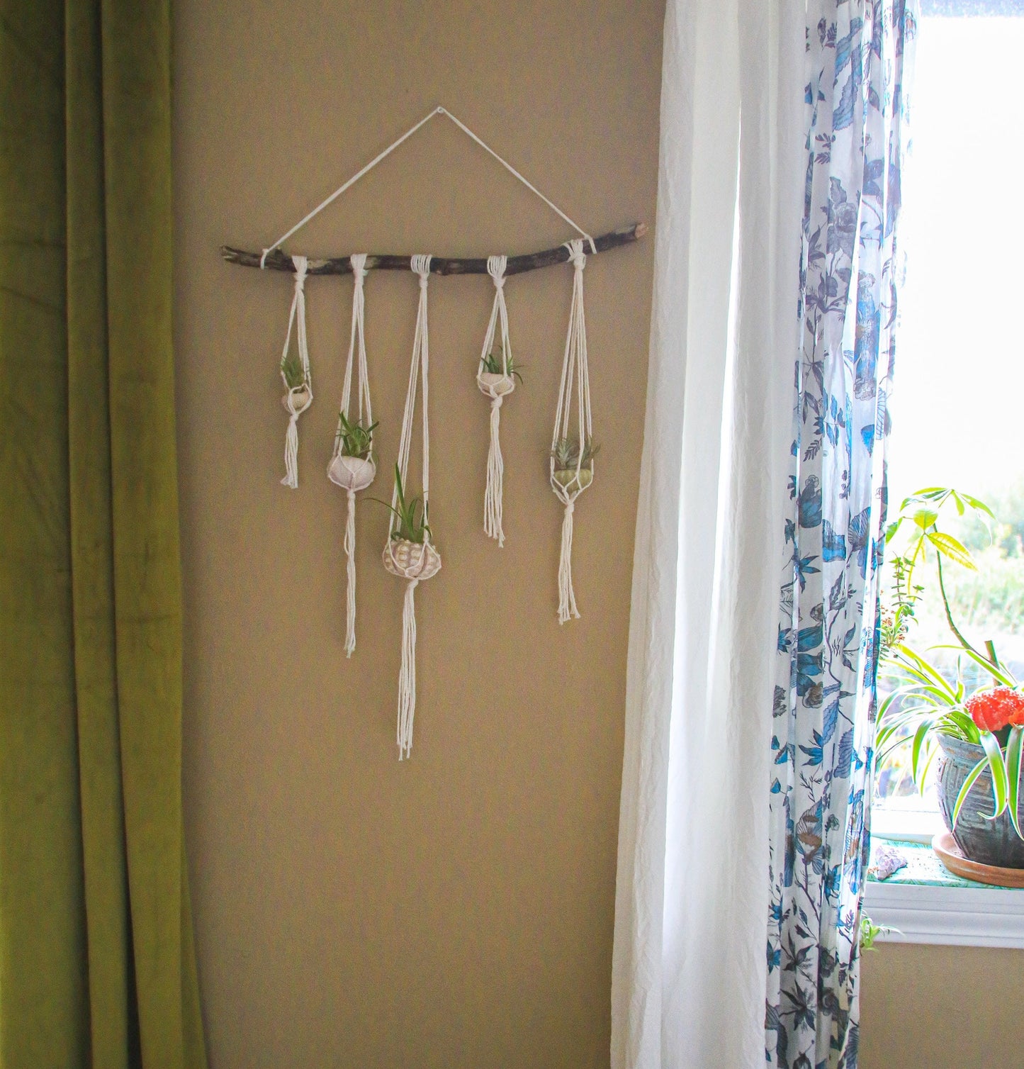 Sea Urchin Shell Wall Decor Hanging