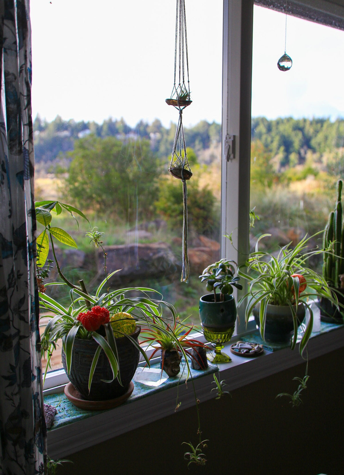 Double Airplant Hanger with Abalone Shells