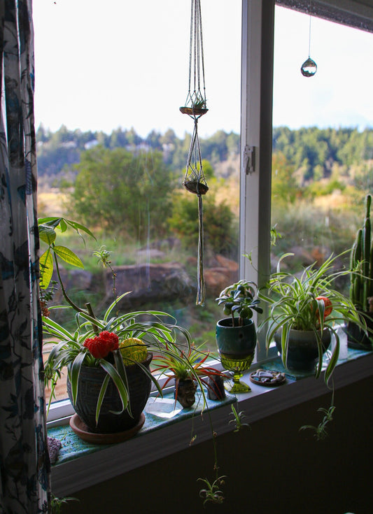 Double Airplant Hanger with Abalone Shells