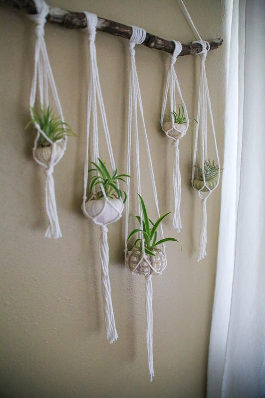 Sea Urchin Shell Wall Decor Hanging / Organic Feel Wall Hanging / Hanging Planter / Airplant Accessory / Airplant Hanger